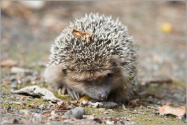 <p>JEŽEK ZÁPADNÍ (Erinaceus europaeus)</p>